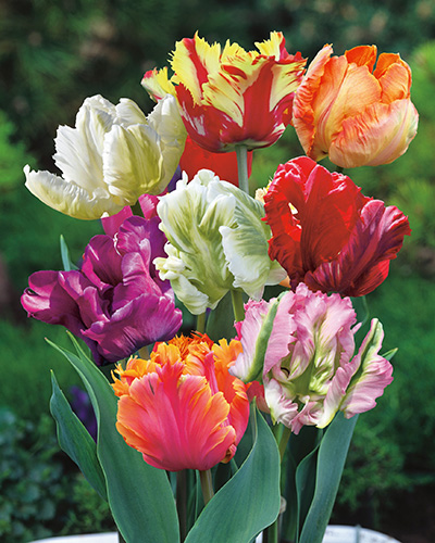 TULIPÁN Parrot Mix 12/+, 100 ks